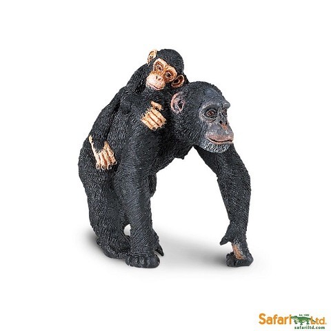 Scimpanzè con Cucciolo