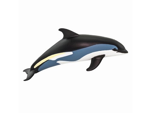 Delfino dell’Atlantico striato