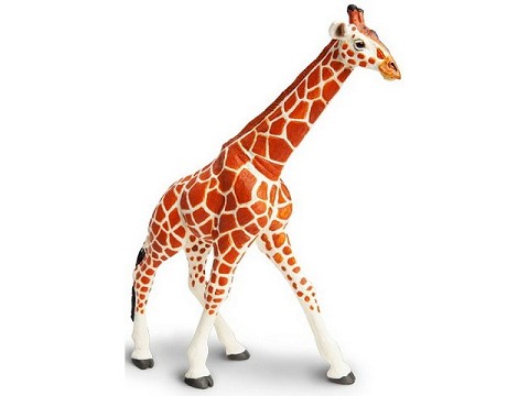 Giraffa Reticolata
