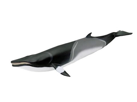 Balena Minke