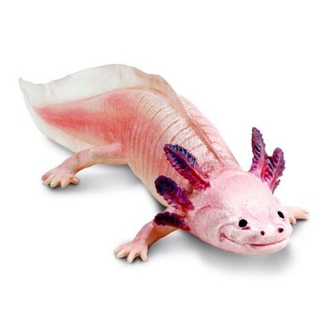 Anfibi Anfibi