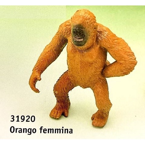 Orango femmina