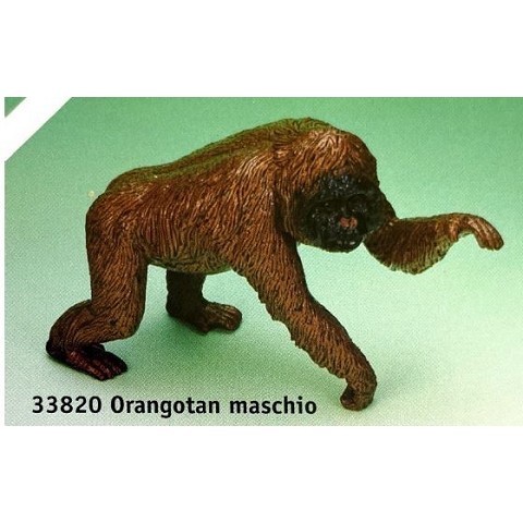 Orango maschio