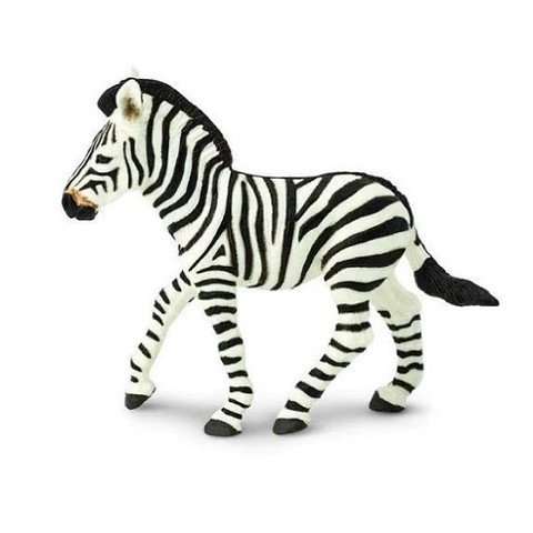 Zebra Cucciolo