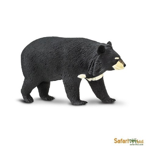 Orso Nero Asiatico