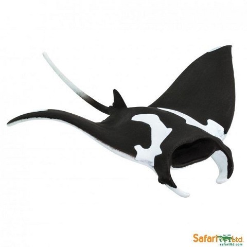 Pesce Manta