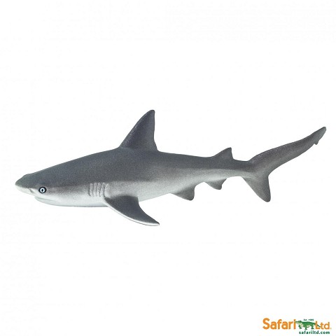 Squalo Grigio Barriera Corallina