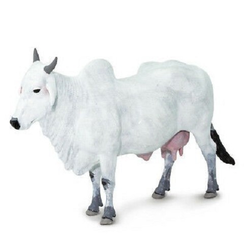 Mucca Ongole