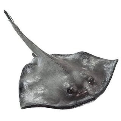 Razza Pastinaca