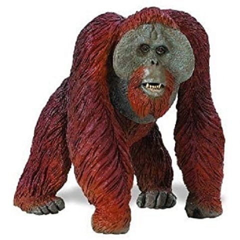Orango del Borneo