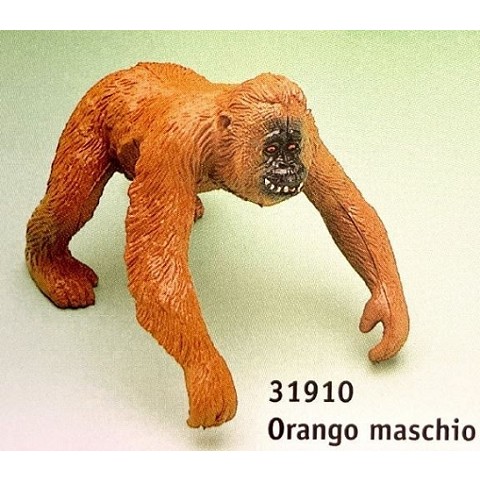 Orango maschio