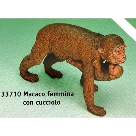 Macao con cucciolo