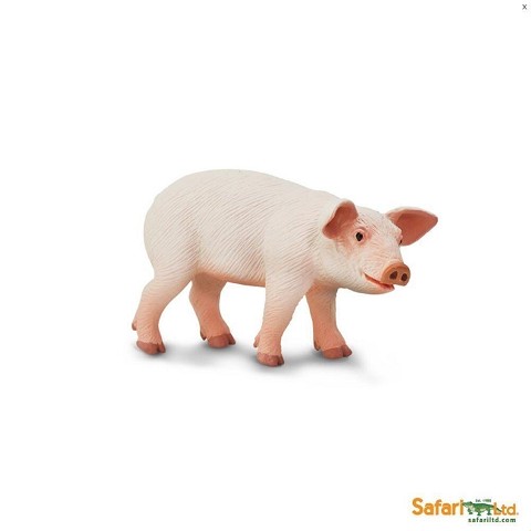 Maialino