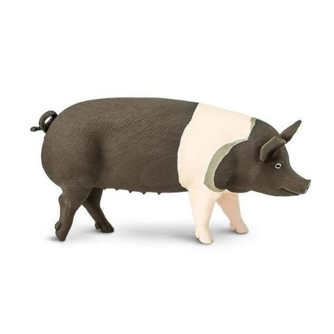 Scrofa Hampshire