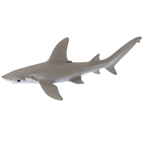 Squalo Bonnethead