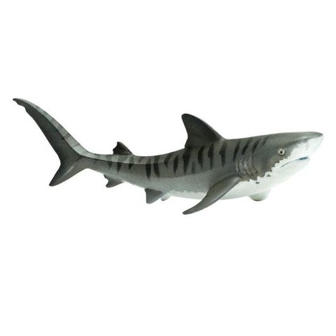 Squalo Tigre