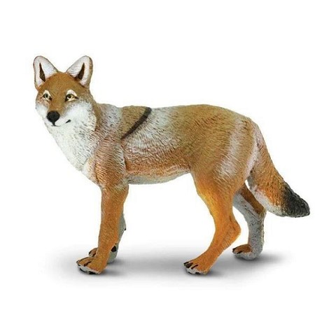 Coyote