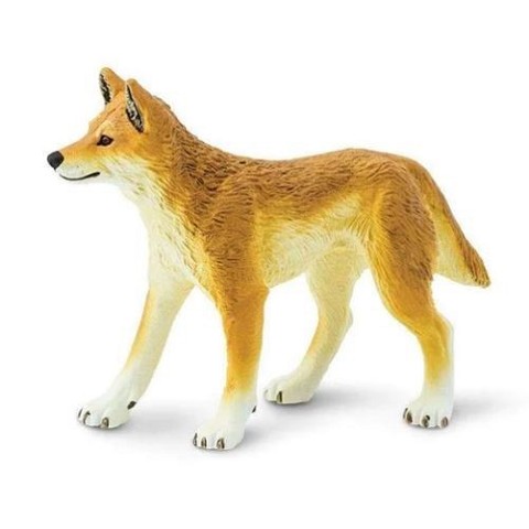 Dingo