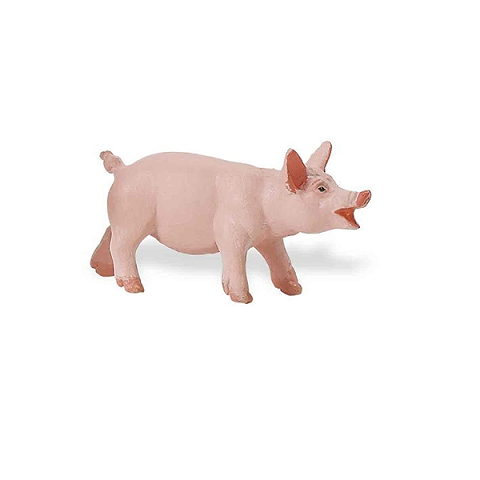 Maialino
