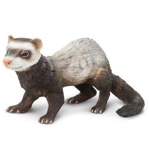 Furetto