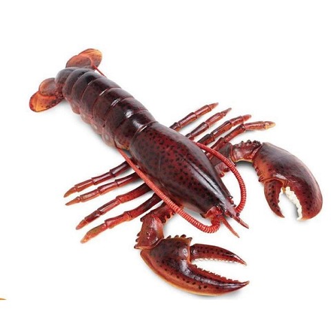 Aragosta del Maine