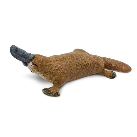 Ornitorinco