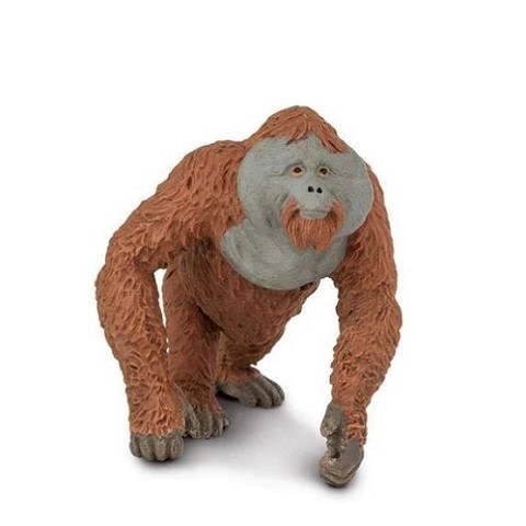 Orango Maschio