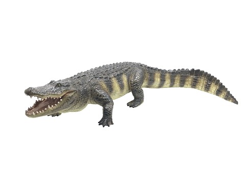 Alligatore